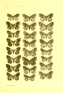 n190_w1150
