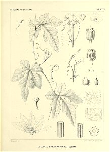 n586_w1150