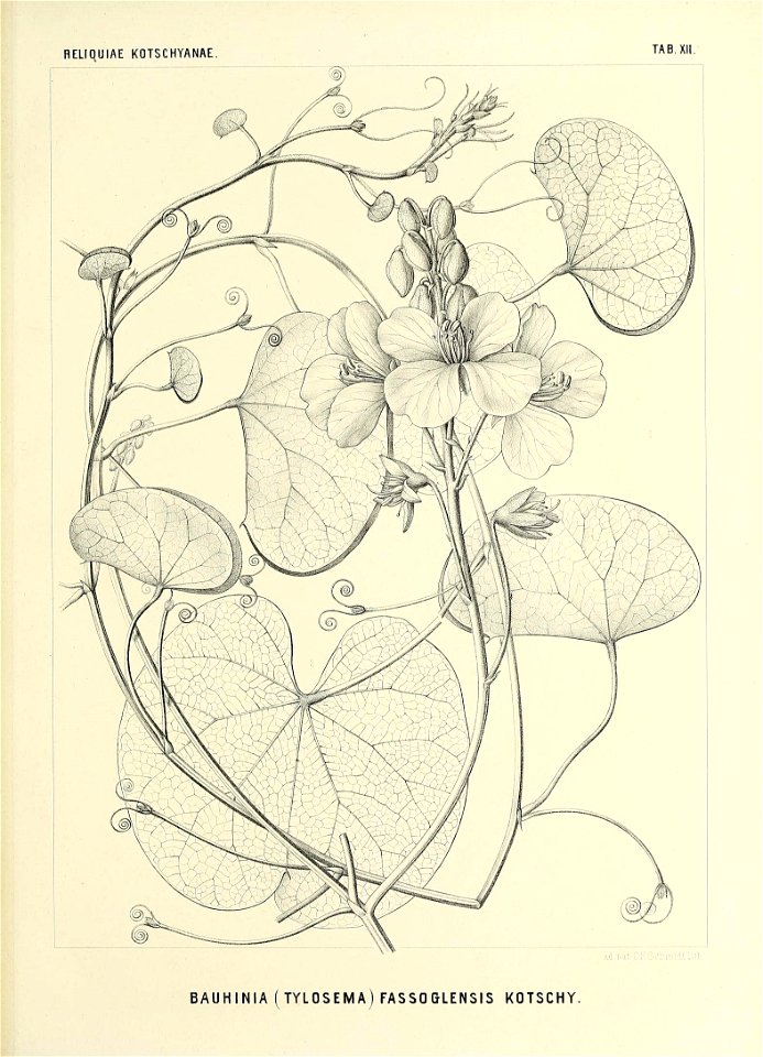 n556_w1150