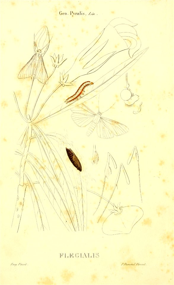 n53_w1150