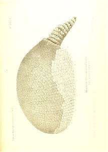 n520_w1150