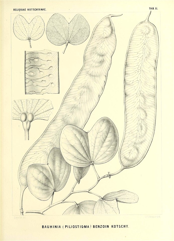n554_w1150