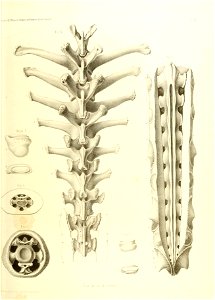 n454_w1150