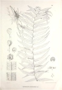 n462_w1150