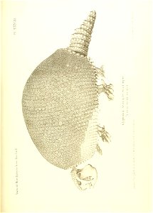 n516_w1150