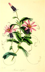 n153_w1150