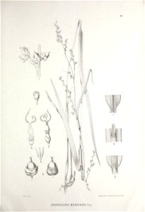 n442_w1150