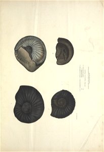 n212_w1150