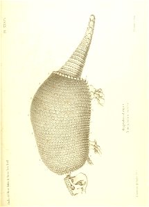 n514_w1150