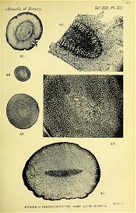 n442_w1150