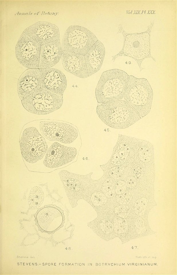 n652_w1150