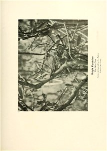 n552_w1150