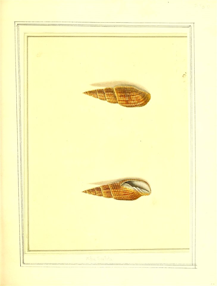 n58_w1150