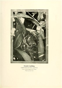 n118_w1150