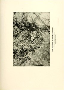 n556_w1150