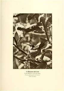 n638_w1150