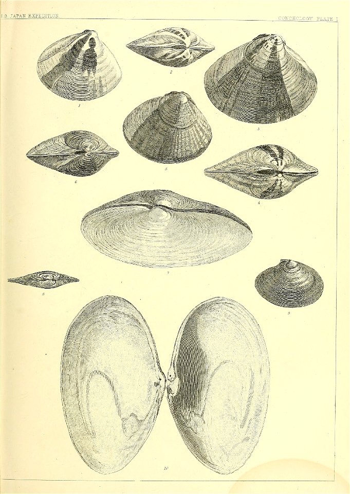 n356_w1150