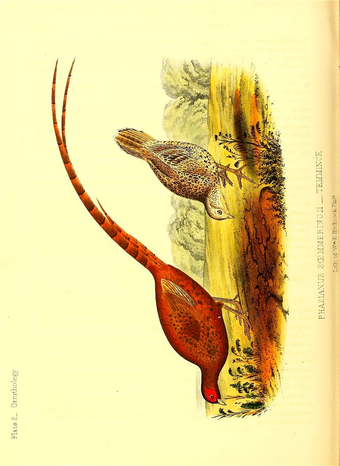 n253_w1150