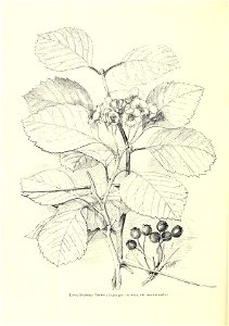 n543_w1150