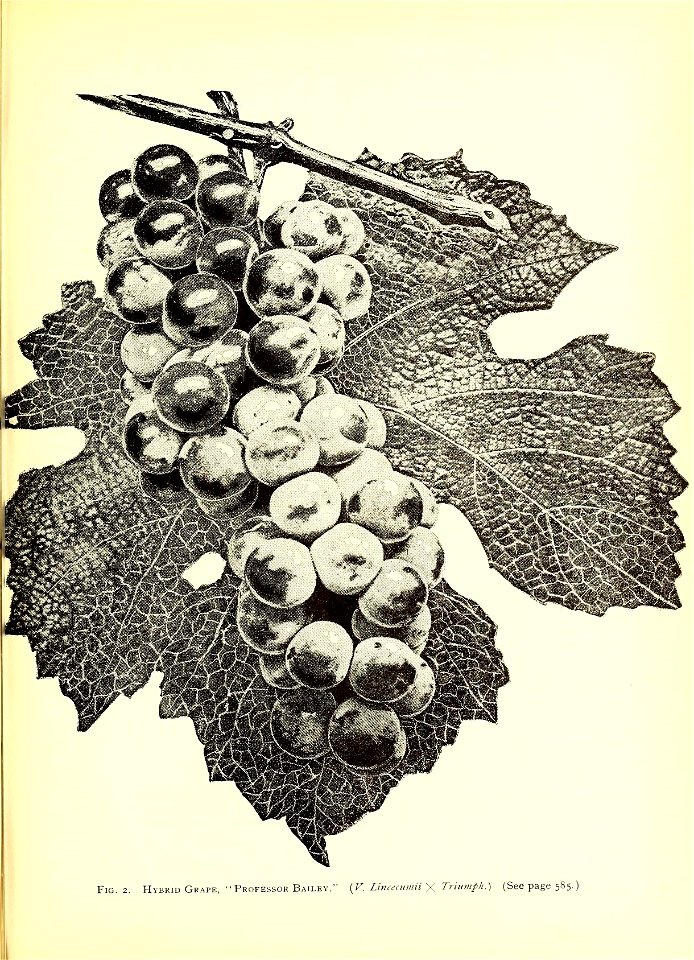 n618_w1150