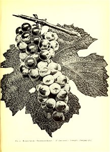 n618_w1150