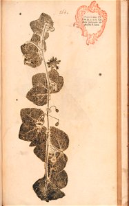n552_w1150