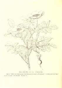 n345_w1150