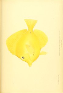 n856_w1150