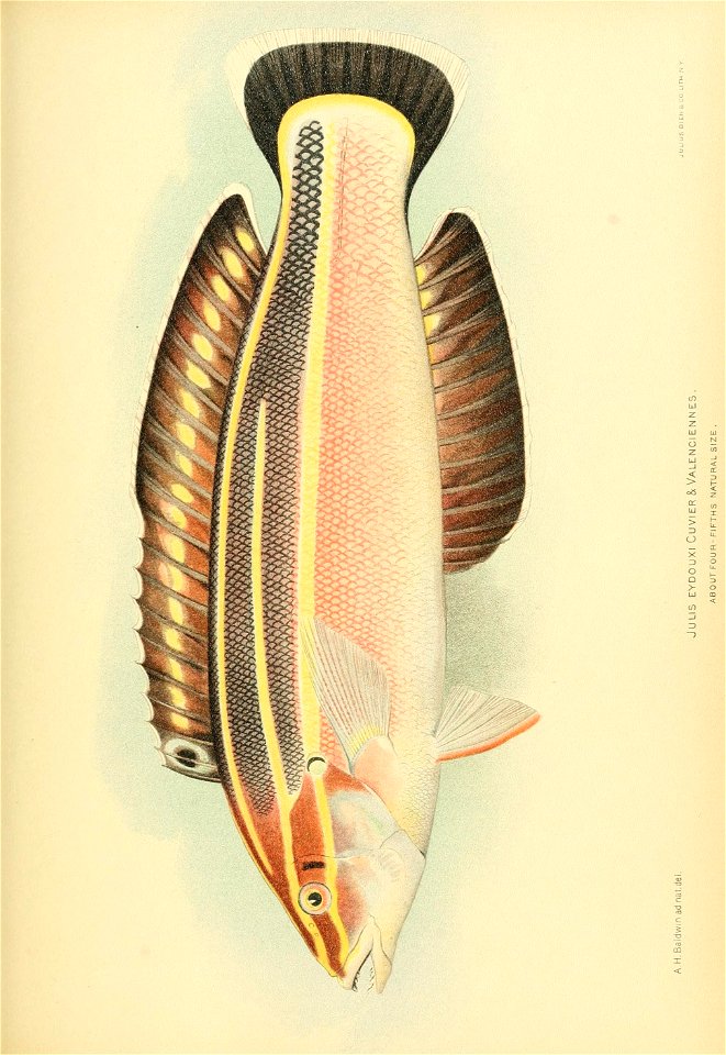 n796_w1150
