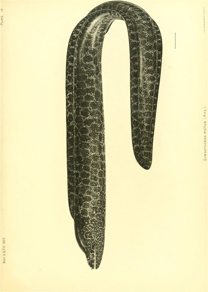 n176_w1150
