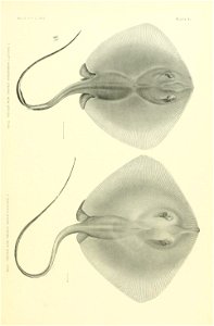 n90_w1150