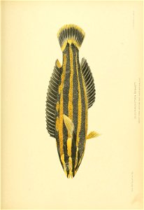 n794_w1150
