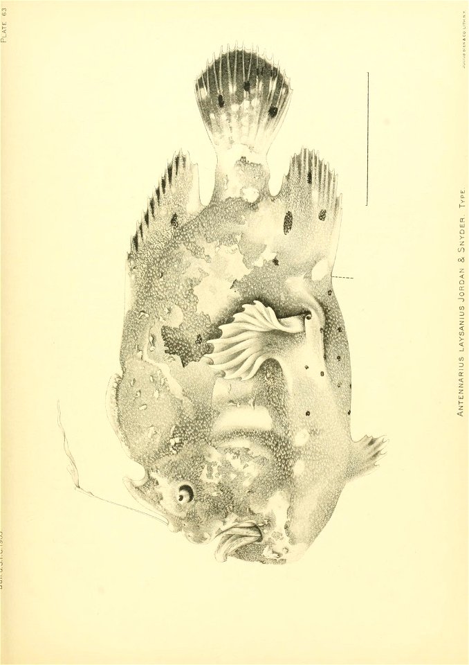 n680_w1150