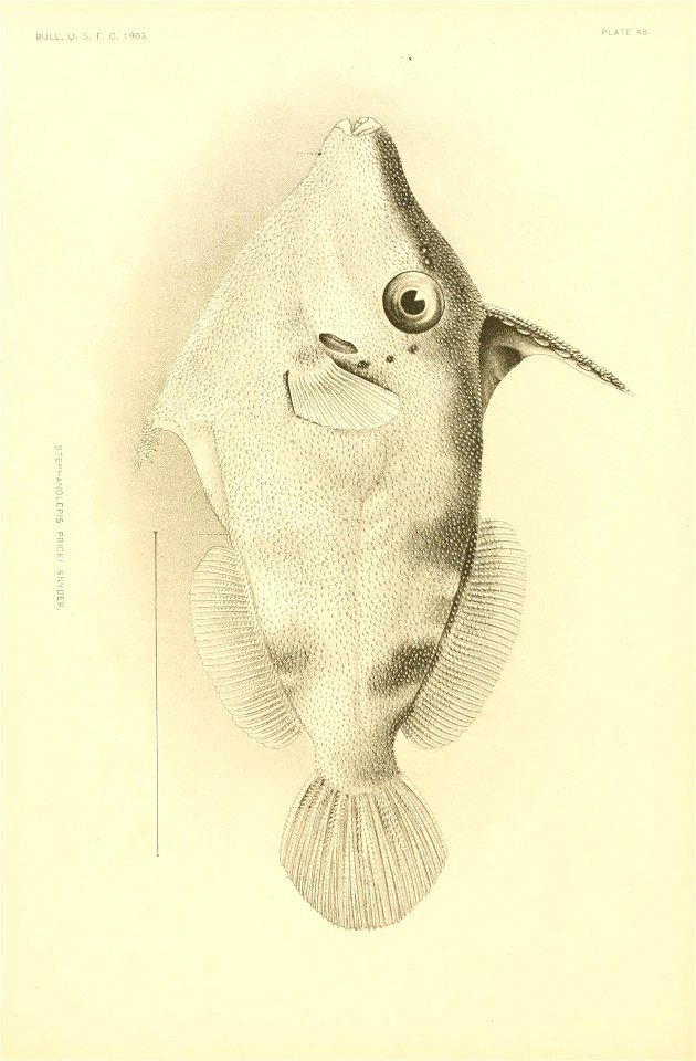 n551_w1150