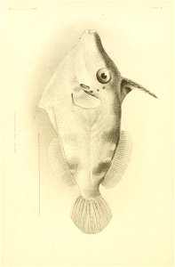 n551_w1150