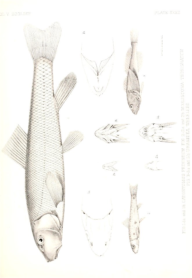 n778_w1150