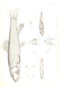 n778_w1150