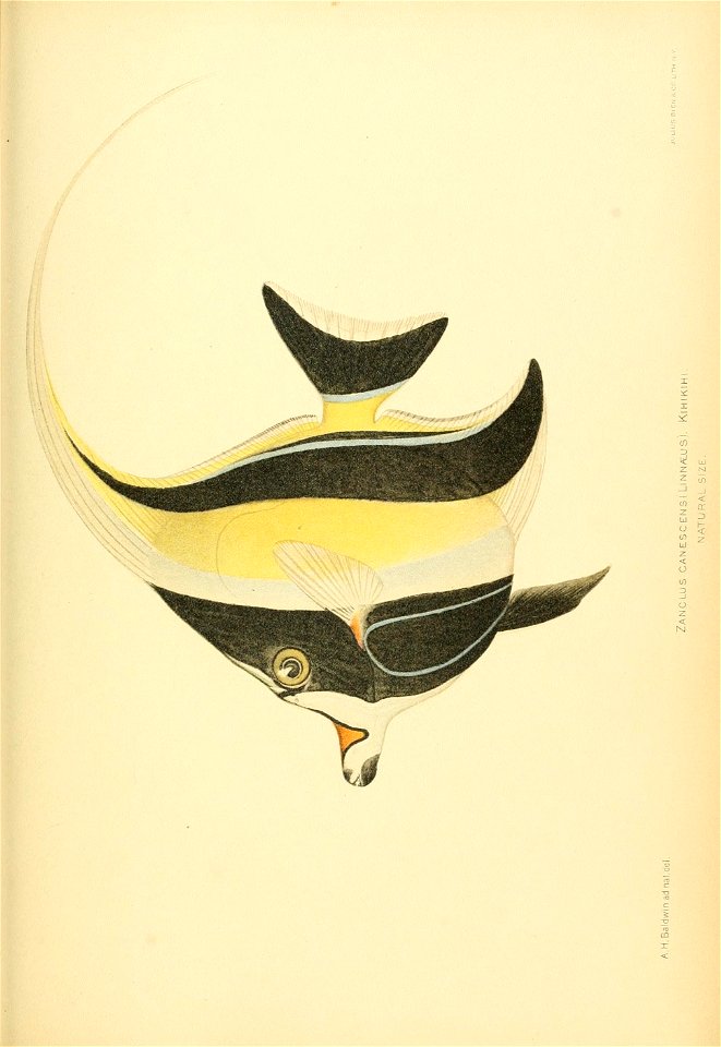 n852_w1150