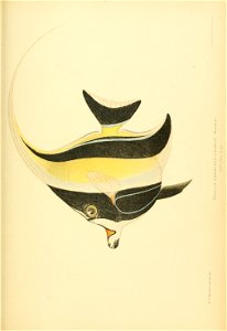n852_w1150