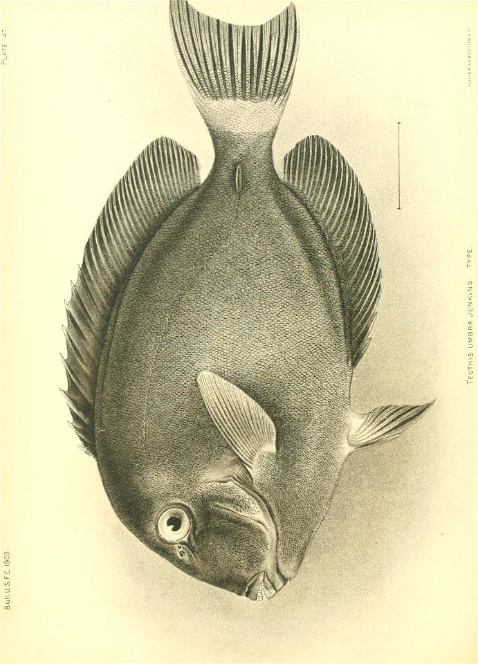 n515_w1150