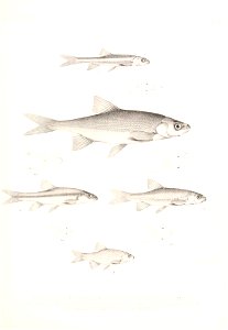 n776_w1150