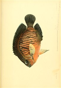 n850_w1150