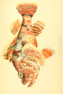 n880_w1150