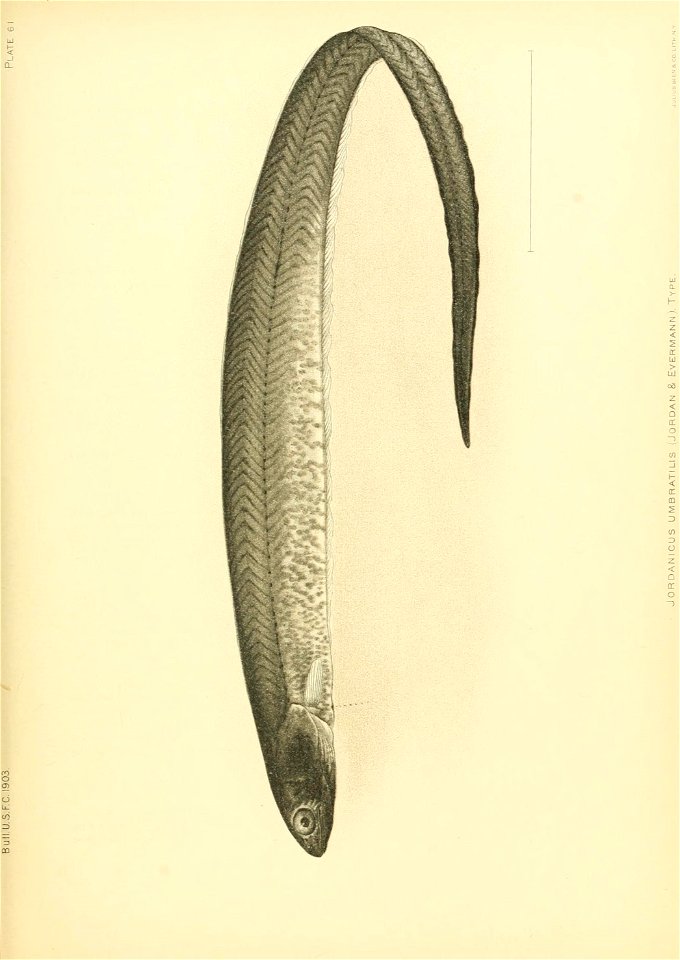 n662_w1150