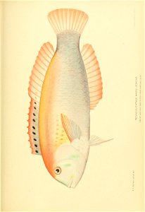 n818_w1150
