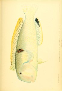 n816_w1150