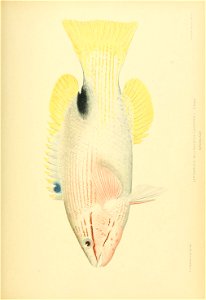 n786_w1150