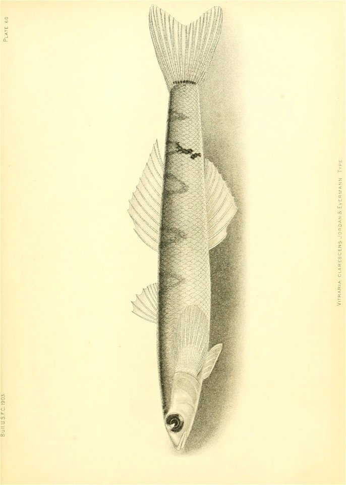 n638_w1150