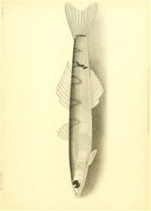 n638_w1150