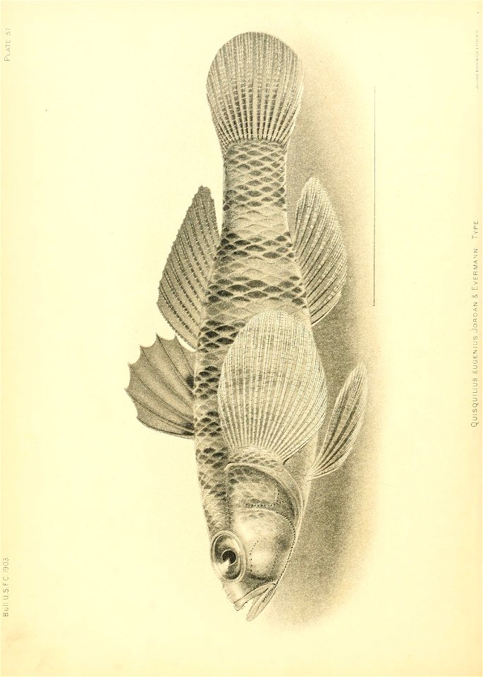 n633_w1150